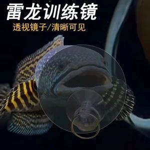 雷龍魚黃金眼鏡蛇用鏡子訓(xùn)的時(shí)候亂串害怕應(yīng)該怎么訓(xùn)呢（如何訓(xùn)練雷龍魚黃金眼鏡蛇使用鏡子） 龍魚百科 第3張