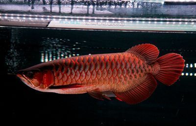 金龍魚(yú)幼魚(yú)怎么挑選圖解大全（金龍魚(yú)幼魚(yú)的選擇） 龍魚(yú)百科 第1張