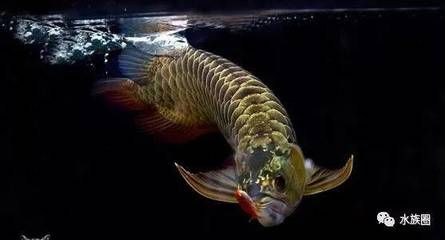 龍魚出自哪里（泰國斗魚與龍魚的區(qū)別,柬埔寨龍魚文化象征意義）