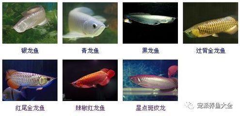 青龍魚的營養(yǎng)價值及功效（青龍魚與其他魚類比較,青龍魚適宜人群及禁忌青龍魚） 龍魚百科 第5張