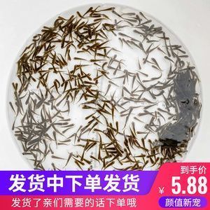 龍魚(yú)喂小魚(yú)好不好養(yǎng)（龍魚(yú)專用飼料品牌推薦，） 龍魚(yú)百科 第5張