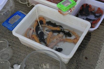 六角龍魚價格（六角龍魚價格因地區(qū)、大小、健康狀況以及是否為純種等多種因素而有所不同）