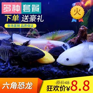 六角龍魚價格（六角龍魚價格因地區(qū)、大小、健康狀況以及是否為純種等多種因素而有所不同） 龍魚百科 第5張