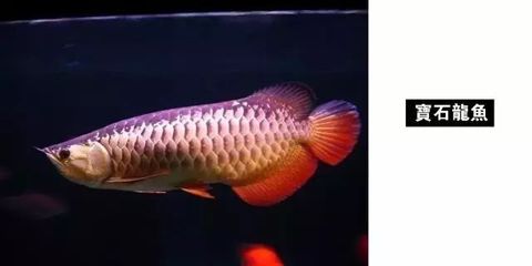 龍魚品種圖鑒最新（龍魚品種介紹） 龍魚百科 第2張