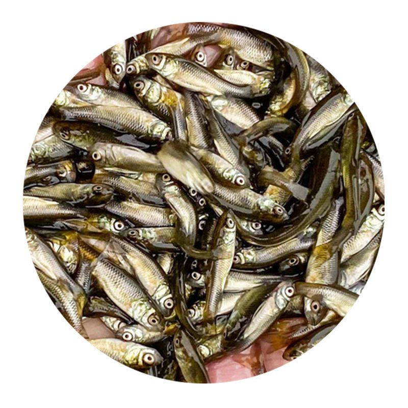 龍魚(yú)改口麥穗魚(yú)（如何為龍魚(yú)改口麥穗魚(yú)提供適宜的繁殖環(huán)境） 龍魚(yú)百科 第2張