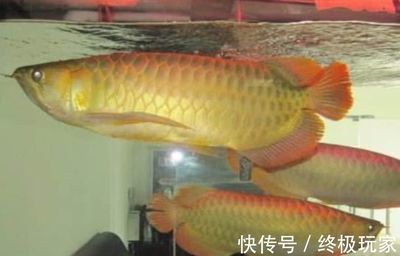 龍魚是啥魚?。堲~養(yǎng)殖入門指南）