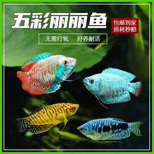 買紅龍魚的日記三年級(jí)（三年級(jí)關(guān)于買紅龍魚的日記：以下是一篇三年級(jí)關(guān)于買紅龍魚的日記） 龍魚百科 第3張