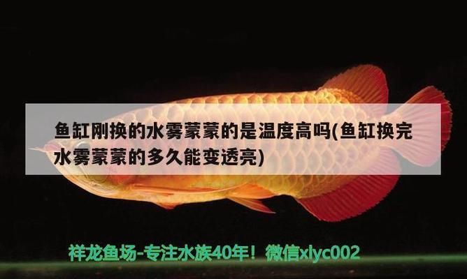 能和龍魚混養(yǎng)的清潔魚（哪些清潔魚可以與龍魚混養(yǎng)） 龍魚百科 第3張