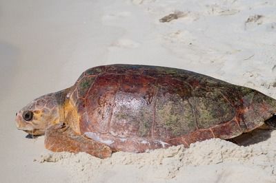 恐龍魚不吃東西會(huì)死嗎（六角恐龍魚不吃東西會(huì)面臨死亡風(fēng)險(xiǎn)，虎紋恐龍魚食物選擇指南） 龍魚百科 第3張