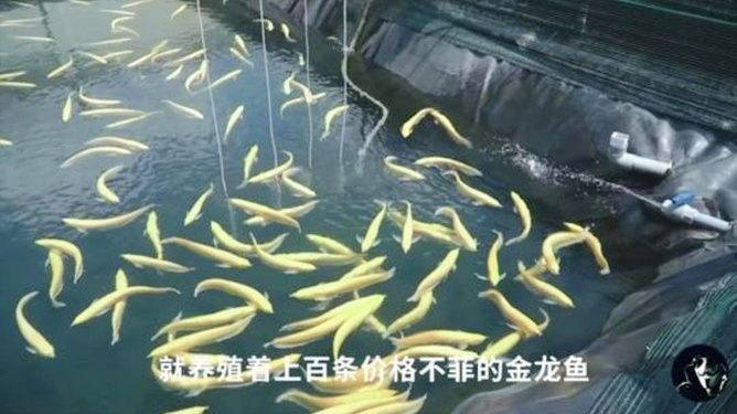 金龍魚怎么賣的多（金龍魚銷售成功的原因主要歸結于以下幾個方面） 龍魚百科 第2張