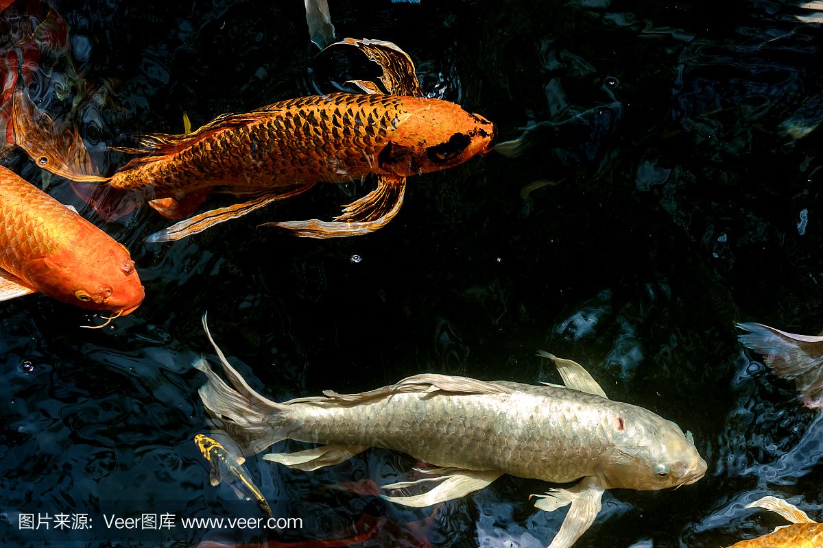 天津哪里賣(mài)龍魚(yú)比較好賣(mài)的（在天津購(gòu)買(mǎi)龍魚(yú)需要注意什么？） 水族問(wèn)答