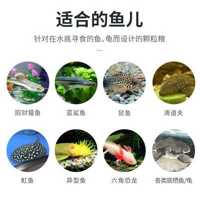 恐龍魚吃魚食嗎（恐龍魚可以吃魚食嗎） 龍魚百科 第3張