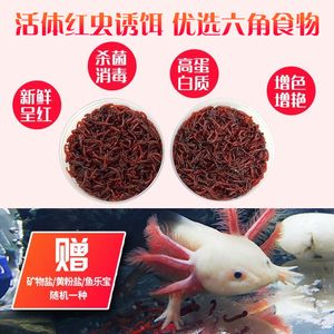 恐龍魚吃魚食嗎（恐龍魚可以吃魚食嗎） 龍魚百科 第5張