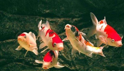 銀龍魚和招財(cái)貓魚能混養(yǎng)嗎（銀龍魚和招財(cái)貓魚可以混養(yǎng)嗎？） 水族問答