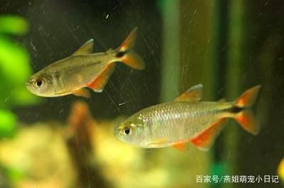 銀龍魚怕什么氣味（關(guān)于銀龍魚對氣味的敏感度的探討） 水族問答