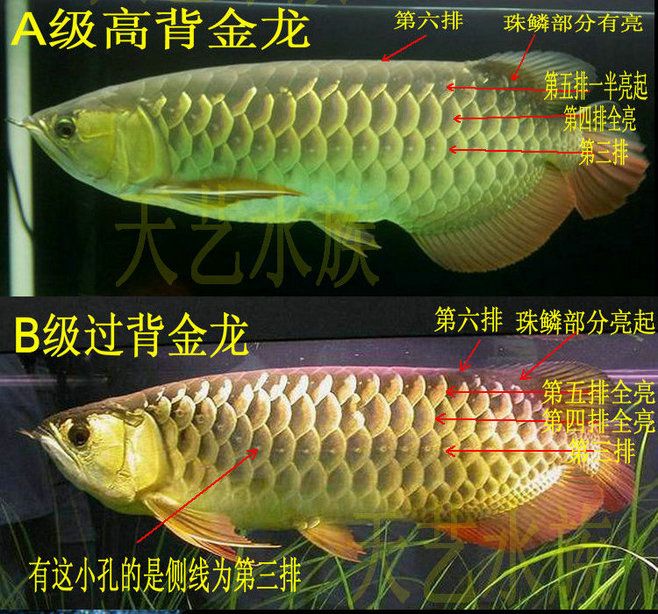 金龍魚珠鱗全亮要幾年才能長大（金龍魚珠鱗亮化最佳飼養(yǎng)方法判斷金龍魚是否進入成熟期） 龍魚百科 第3張