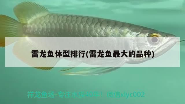 雷龍魚成體大?。ɡ堲~成體大小受品種、飼養(yǎng)者需要注意以下幾個方面）