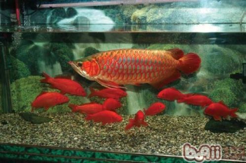 龍魚(yú)打斗問(wèn)題（龍魚(yú)打斗后的護(hù)理措施） 龍魚(yú)百科 第2張