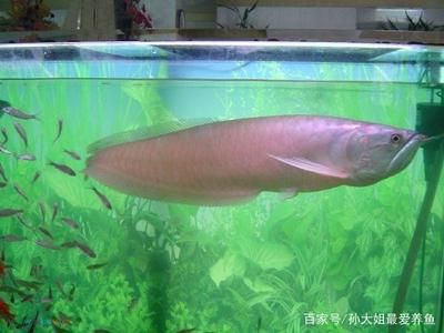 龍魚嚴(yán)重蒙眼（龍魚蒙眼病因探究，龍魚日常護理要點） 龍魚百科 第4張