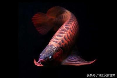 龍魚壽命多久（關(guān)于龍魚壽命的一些詳細信息） 龍魚百科 第1張