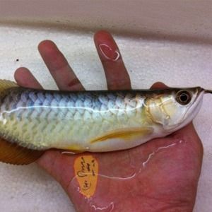 如何選金龍魚活體魚種（如何選擇金龍魚活體魚種） 龍魚百科 第4張