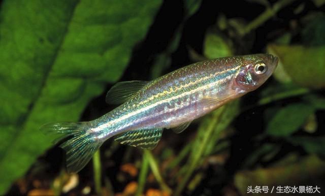 冬天養(yǎng)龍魚水溫得多少度適宜（冬天養(yǎng)龍魚的水溫應(yīng)該是多少度，在冬季養(yǎng)龍魚的水溫應(yīng)該是多少度） 水族問答