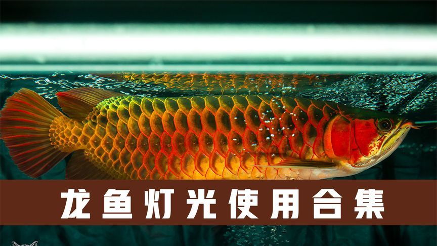 龍魚用什么底色（龍魚底色與飼養(yǎng)技巧龍魚底色與飼養(yǎng)技巧） 龍魚百科 第2張