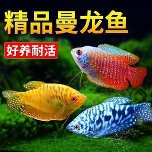 龍魚(yú)挑選（如何挑選合適的龍魚(yú)品相鑒定技巧，龍魚(yú)品相鑒定技巧） 龍魚(yú)百科 第1張