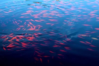 雷龍魚苗多大才會(huì)脫離親魚（雷龍魚苗何時(shí)能脫離親魚） 龍魚百科 第4張