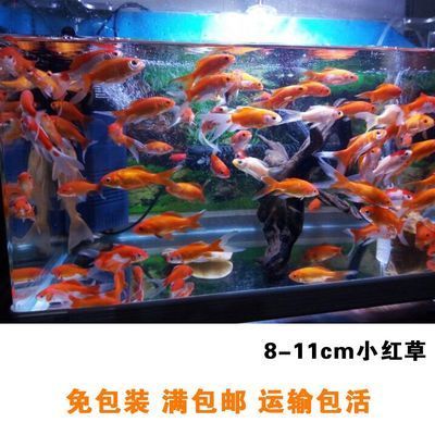 龍魚魚苗好養(yǎng)嗎（龍魚魚苗的飼養(yǎng)方法）