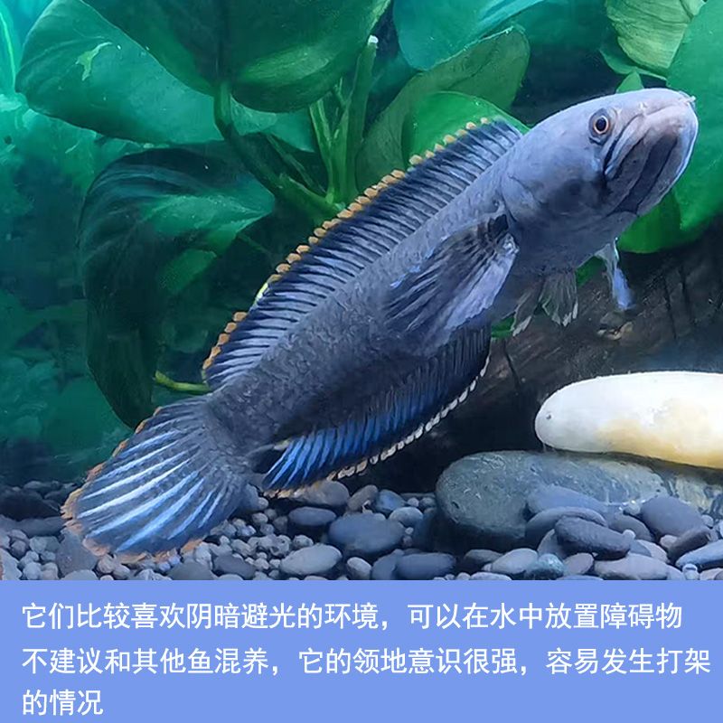 雷龍魚那個品種可以跟別的魚混養(yǎng)（如何避免雷龍魚領(lǐng)地爭斗） 龍魚百科 第5張