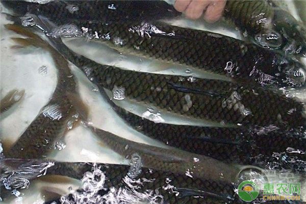 雷龍魚飼料（關(guān)于雷龍魚飼料的幾個(gè)疑問） 水族問答