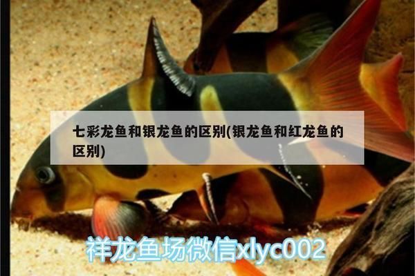 七彩龍魚和銀龍魚哪個(gè)好觀尚高（七彩龍魚和銀龍魚哪個(gè)更好養(yǎng)？） 龍魚百科 第2張