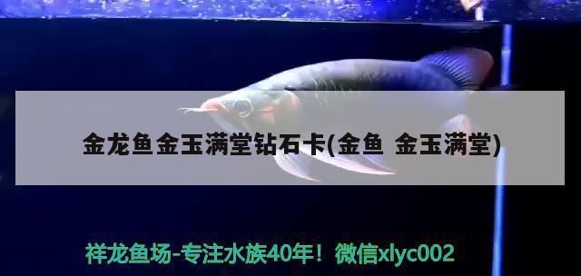 金龍魚鉆石卡（金龍魚鉆石卡有效期查詢方法） 龍魚百科 第5張