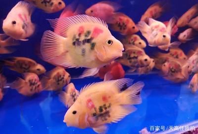 六角恐龍魚好養(yǎng)嗎壽命多久（六角恐龍魚養(yǎng)殖技巧分享：六角恐龍魚的壽命影響壽命） 龍魚百科 第4張