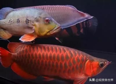 龍魚配什么魚風(fēng)水好一點（風(fēng)水學(xué)中龍魚與某些魚類搭配可以帶來好運和正能量） 龍魚百科 第4張