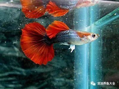 孔雀龍魚品種大全圖鑒（孔雀龍魚養(yǎng)護(hù)技巧分享孔雀龍魚混養(yǎng)指南，孔雀龍魚品種起源探究） 龍魚百科 第5張