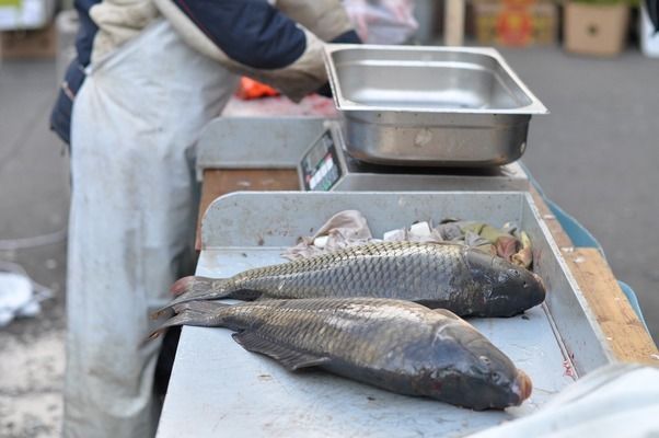 恐龍魚可以幾天不喂（恐龍魚在不進(jìn)食的情況下可以存活較長時(shí)間，恐龍魚喂食的最佳時(shí)間） 龍魚百科 第3張