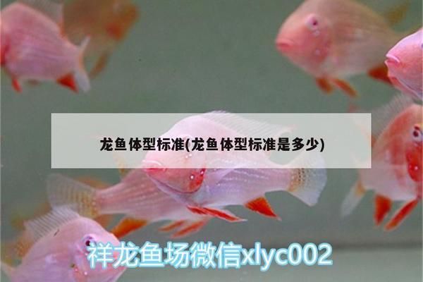 龍魚(yú)體型標(biāo)準(zhǔn)（龍魚(yú)體型標(biāo)準(zhǔn)是評(píng)估龍魚(yú)品質(zhì)的重要指標(biāo)之一，龍魚(yú)品種鑒別方法）