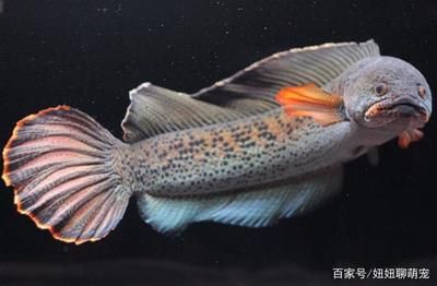 雷龍魚主食吃什么（雷龍魚的主食包括以下幾種：雷龍魚的主食主食應包括以下幾種） 龍魚百科 第5張