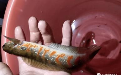 雷龍魚主食吃什么（雷龍魚的主食包括以下幾種：雷龍魚的主食主食應包括以下幾種） 龍魚百科 第4張