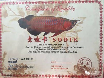 龍魚芯片證書有什么用（龍魚芯片證書主要用途） 龍魚百科 第2張