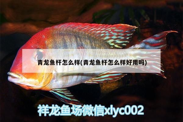 青龍魚竿質(zhì)量怎么樣好用嗎多少錢（青龍魚竿怎么樣，青龍魚竿好用嗎？）