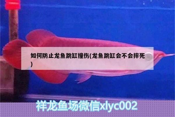 如何防止龍魚跳缸撞傷（觀賞魚防止龍魚跳缸撞傷的方法，龍魚水質(zhì)管理技巧）