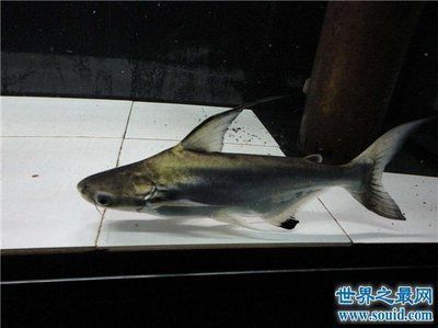 龍魚吃上浮還是下沉飼料好（龍魚吃上浮還是下沉飼料好探索適合龍魚的飼料選擇策略） 水族問答