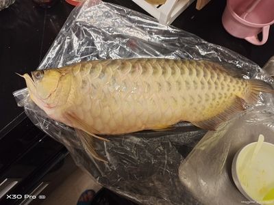 龍魚死亡的原因是什么（龍魚死亡的原因包括水質(zhì)不適宜、食物問題、疾病或寄生蟲感染） 龍魚百科 第2張