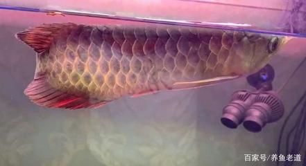 龍魚死亡的原因是什么（龍魚死亡的原因包括水質(zhì)不適宜、食物問題、疾病或寄生蟲感染） 龍魚百科 第4張