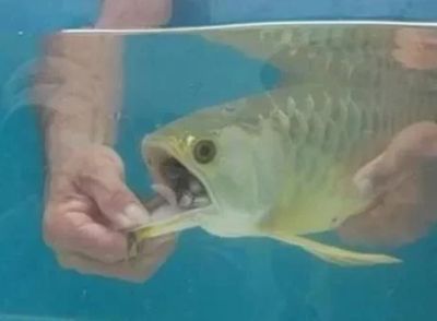 如何挑選金龍魚幼魚呢（如何挑選金龍魚幼魚） 龍魚百科 第3張