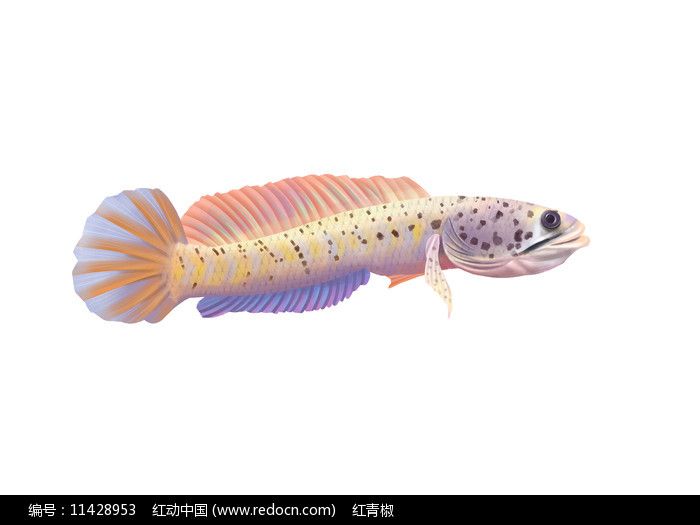 雷龍魚的大小（雷龍魚的大小因品種有哪些） 龍魚百科 第4張