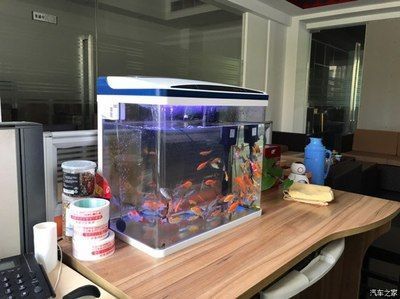 龍魚專用缸排名前十名有哪些品種（龍魚專用缸十大品牌排行榜） 龍魚百科 第2張